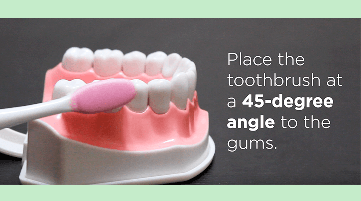 toothbrush brushing fake teeth, overlay: place the toothbrush at a 45-degree angle to the gums