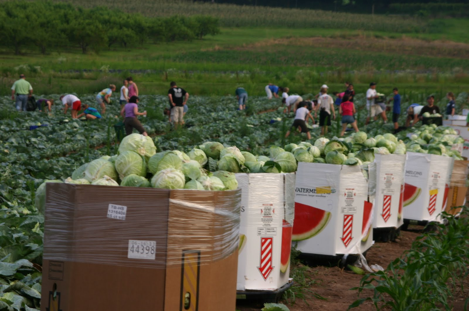 America's Grow-a-Row: Filling the Need for Local Food Security