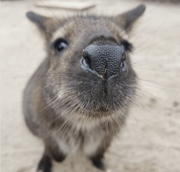 smiling wallaby