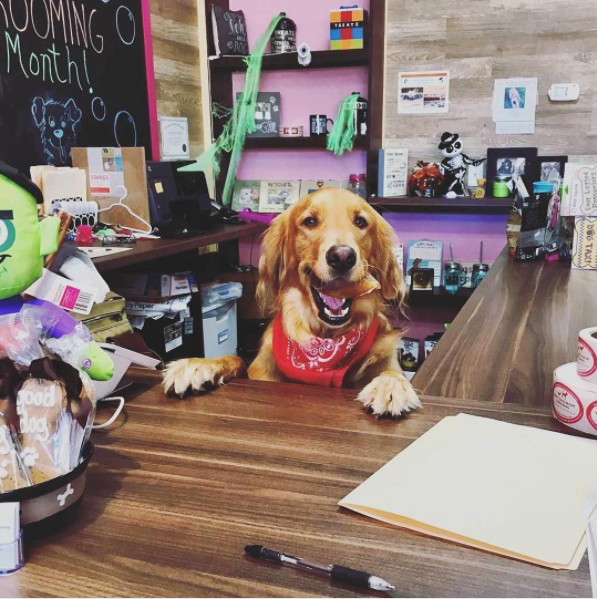 smiling dog behind counter