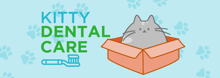 dental care for cats