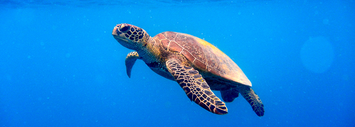 do turtles have teeth