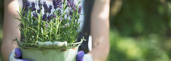 diy tooth fairy garden