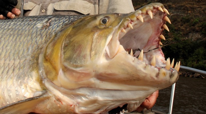 goliath tigerfish