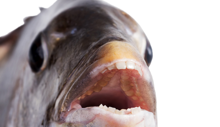 sheepshead fish