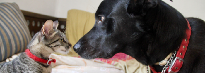 dog and cat looking at each other face to face