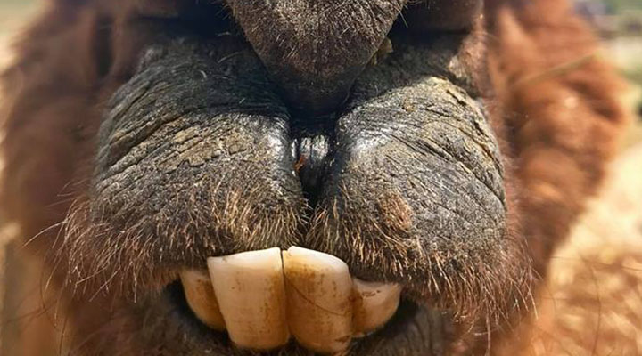 alpaca teeth