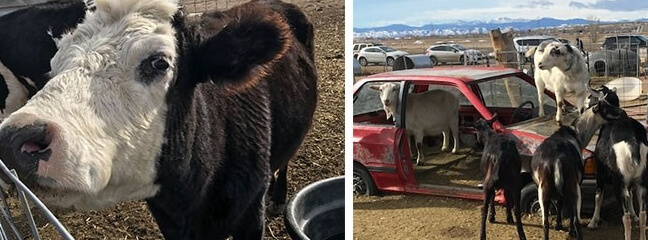 cow and more animals