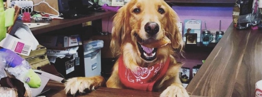 dog smiling behind counter