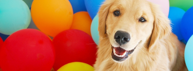 golden retriever in balloons