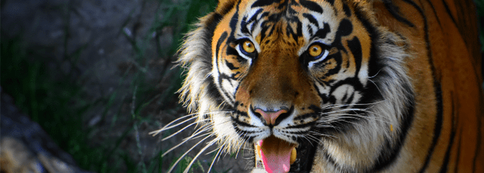 tiger