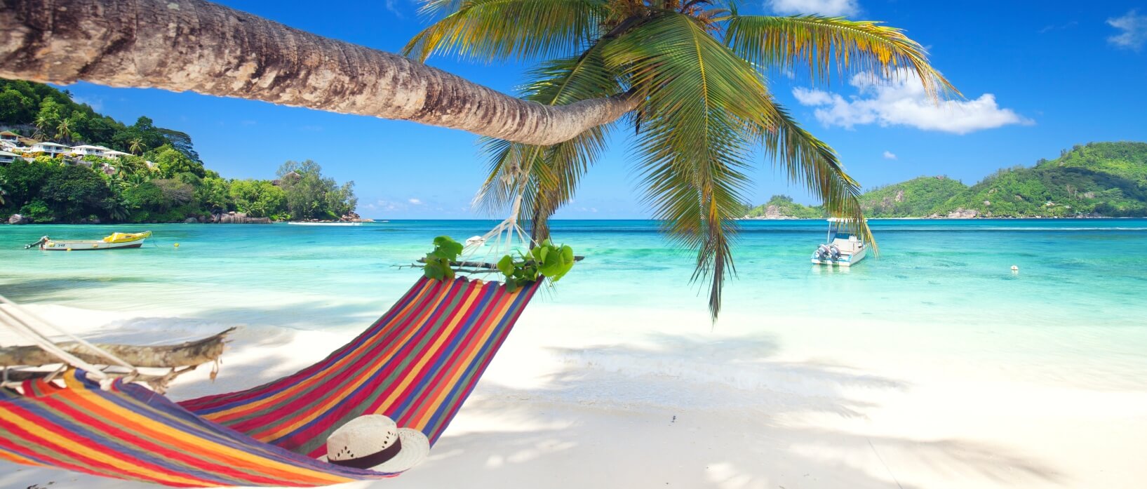 hammock attached to palm trees on the beach
